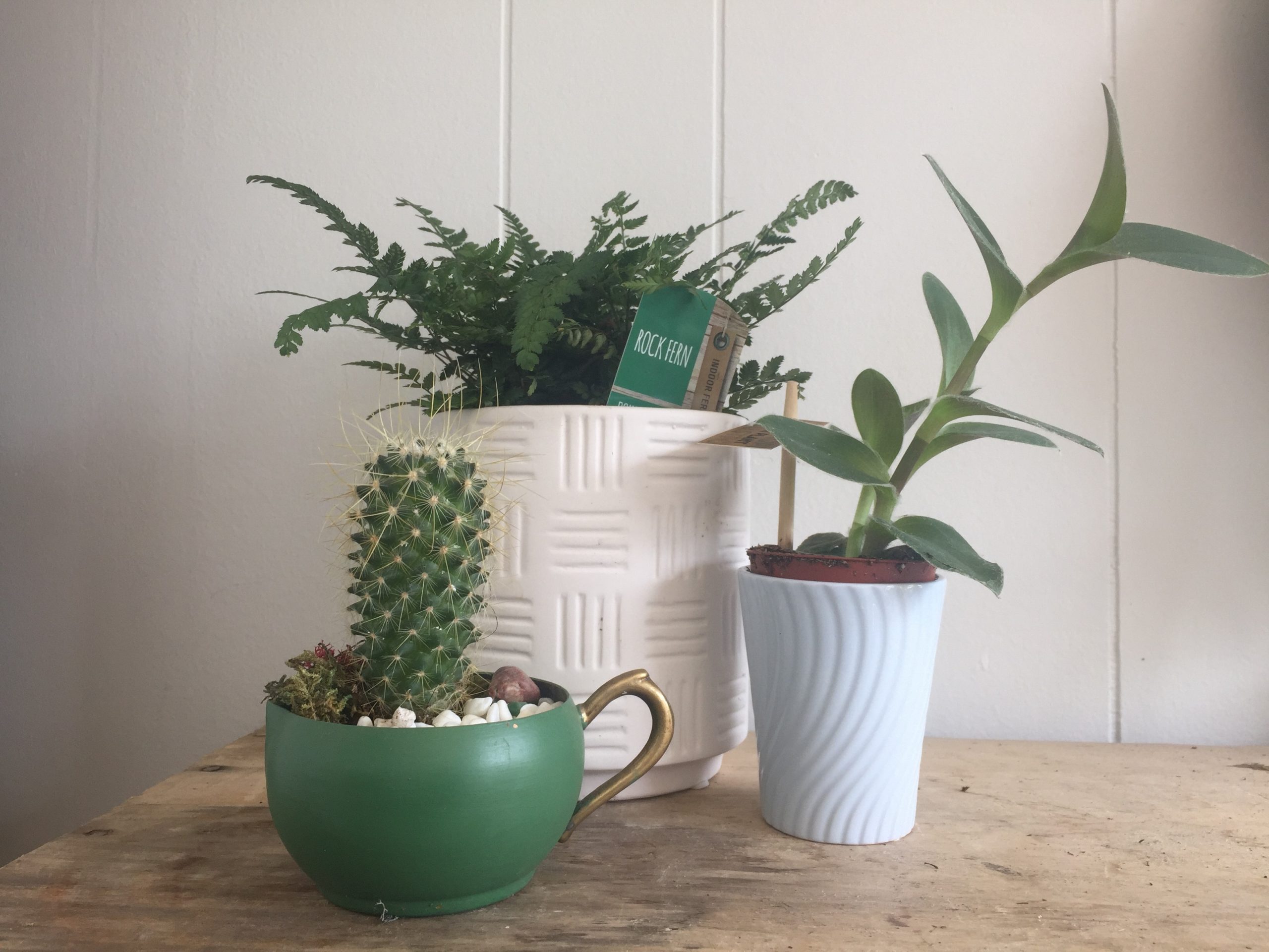 plant subscription plant subscription scaled